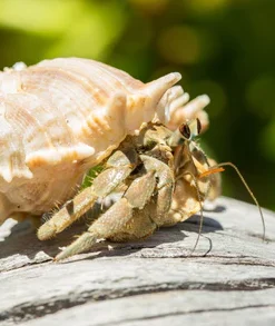 Hermit Crab