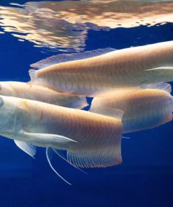 Buy Arowana in Canada