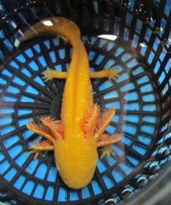 Buy Axolotl in Canada