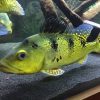 Kelberi Peacock Bass for Sale in Canada