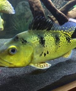 Kelberi Peacock Bass for Sale in Canada