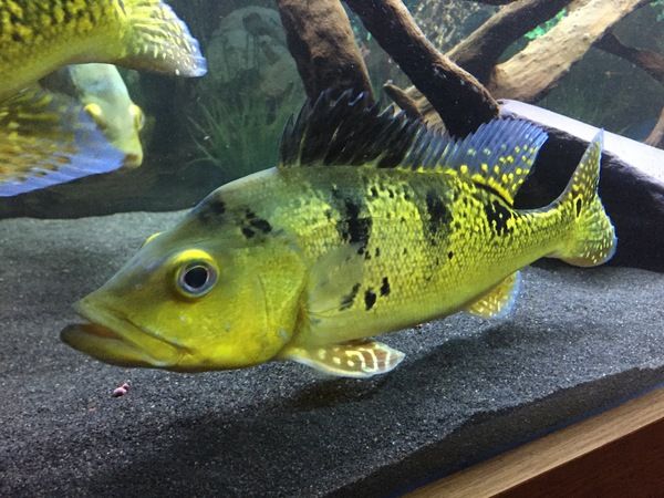 Kelberi Peacock Bass for Sale in Canada