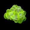 Green Bubble Coral Medium (Plerogyra sinuosa) for Sale Canada