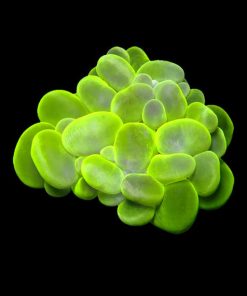 Green Bubble Coral Medium (Plerogyra sinuosa) for Sale Canada