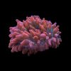 Bubble Tip Anemone Medium