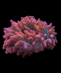 Bubble Tip Anemone Medium