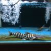Tigrinus Catfish for Sale in Canada