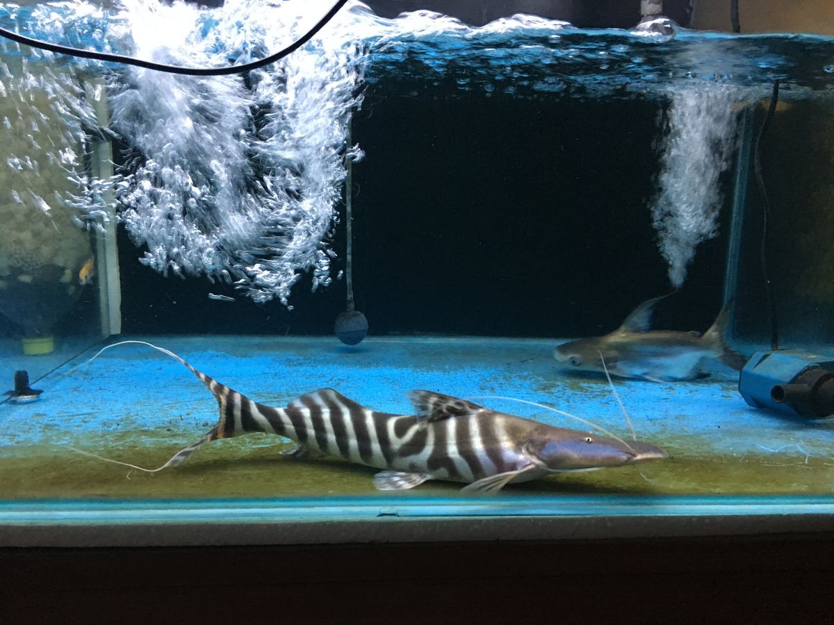Tigrinus Catfish for Sale in Canada