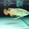Jardini Arowana for Sale in Canada