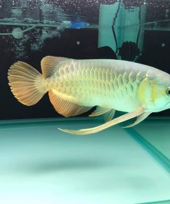 Jardini Arowana for Sale in Canada