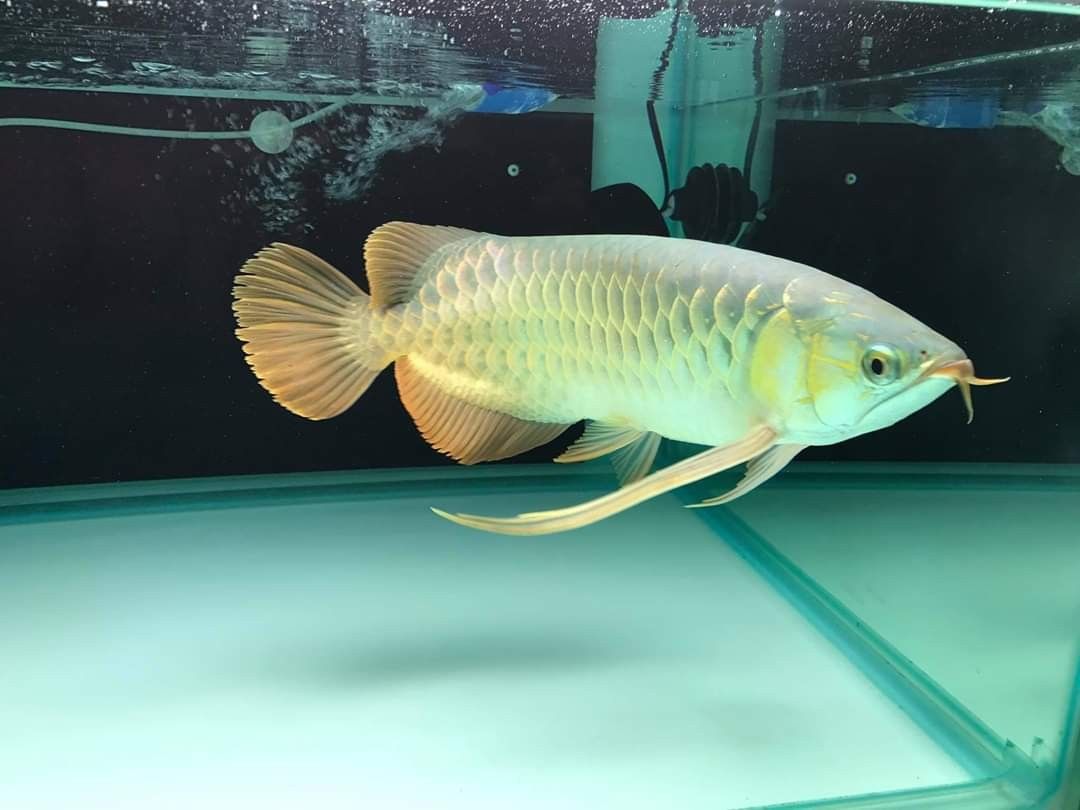 Jardini Arowana for Sale in Canada