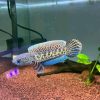 Barca Snakehead for Sale in Canada