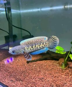 Barca Snakehead for Sale in Canada