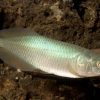 African Arowana for Sale in Canada