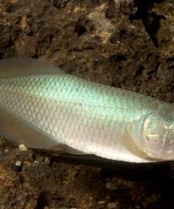 African Arowana for Sale in Canada