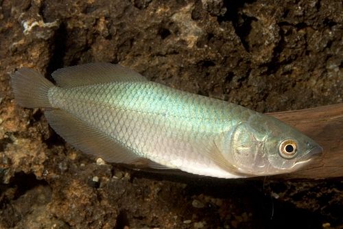 African Arowana for Sale in Canada