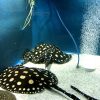 Black Diamond Stingray for Sale in Canada