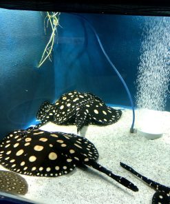 Black Diamond Stingray for Sale in Canada