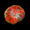Deshy Coral (Acanthophyllia deshayesiana) Mixed Medium for Sale Canada