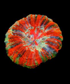 Deshy Coral (Acanthophyllia deshayesiana) Mixed Medium for Sale Canada