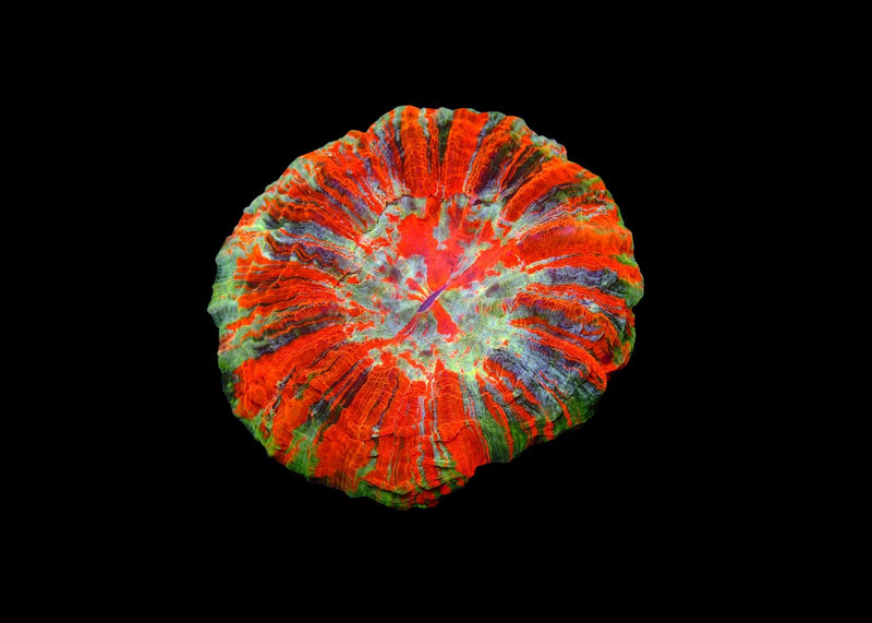 Deshy Coral (Acanthophyllia deshayesiana) Mixed Medium for Sale Canada
