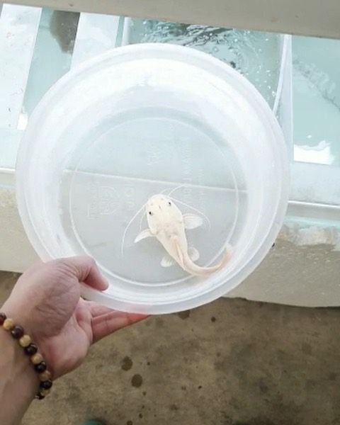 Platinum Redtail Catfish for Sale in Canada