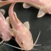 Phantom Redtail Catfish for Sale in Canada | Monster Aquarium Canada