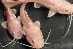Phantom Redtail Catfish for Sale in Canada | Monster Aquarium Canada