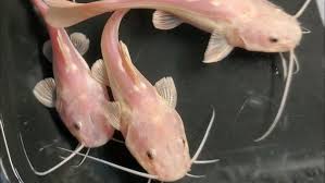 Phantom Redtail Catfish for Sale in Canada | Monster Aquarium Canada