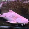 Albino Granulosus Catfish for sale Canada