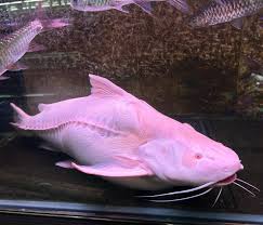 Albino Granulosus Catfish for sale Canada