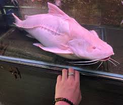 Albino Granulosus Catfish for sale Canada