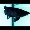 Black Arowana for Sale in Canada