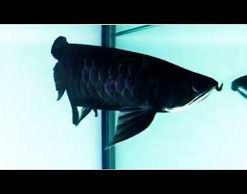Black Arowana for Sale in Canada