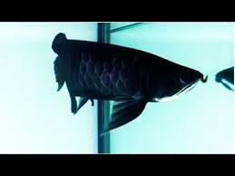 Black Arowana for Sale in Canada