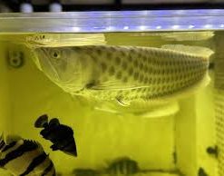 Albino Chocolate Crossbelly Silver Arowana for sale Canada