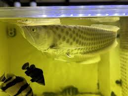 Albino Chocolate Crossbelly Silver Arowana for sale Canada