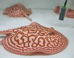Female Albino Pearl Stingray for Sale in Canada