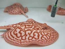 Female Albino Pearl Stingray for Sale in Canada