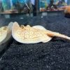 Female Albino Pearl Stingray for Sale in Canada