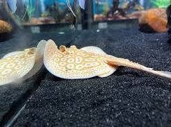 Female Albino Pearl Stingray for Sale in Canada