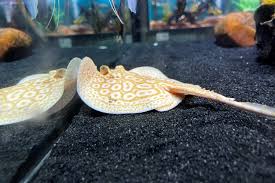 Female Albino Pearl Stingray for Sale in Canada