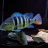Azul Peacock Bass for sale Canada