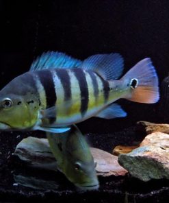 Azul Peacock Bass for sale Canada
