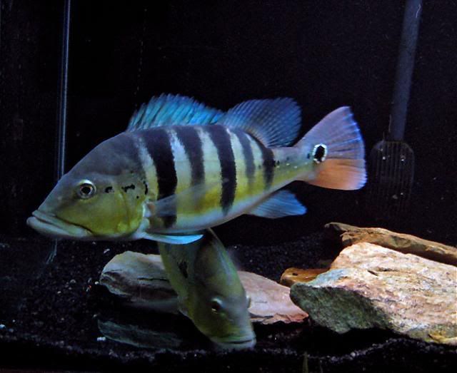 Azul Peacock Bass for sale Canada