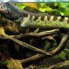 Auranti Snakehead for Sale in Canada
