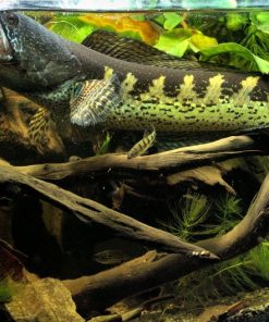 Auranti Snakehead for Sale in Canada