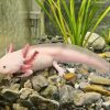 Freckled Leucistic Axolotl for Sale in Canada