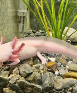 Freckled Leucistic Axolotl for Sale in Canada