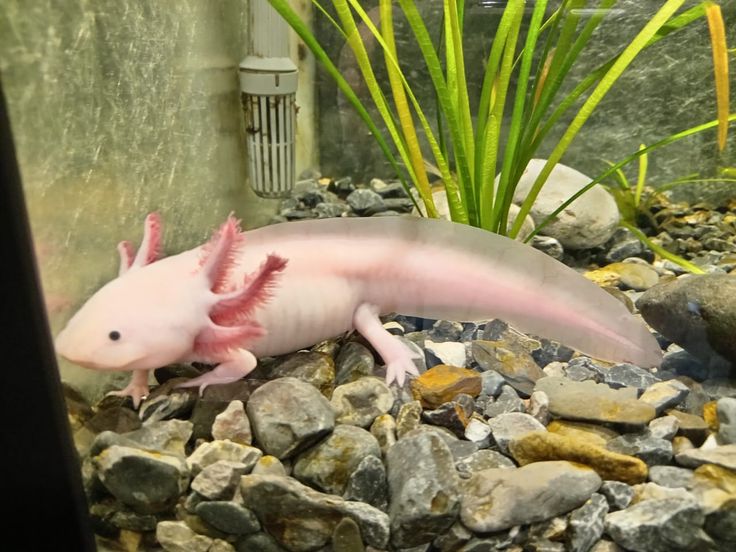 Freckled Leucistic Axolotl for Sale in Canada